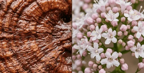 Textura del reishi y de la valeriana: dos ingredientes claves en las gominolas para dormir de Greenery Wellness